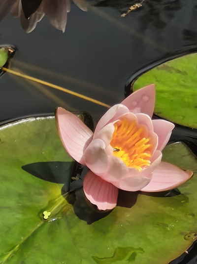 Eine Wasserrose in einem Teich